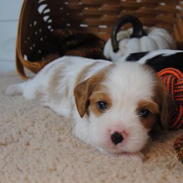 Bernie - Blenheim male Cavalier King Charles Spaniel puppy in Mountain Grove, Missouri from Dogwood & Sassafras Companions
