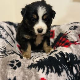Miniature Australian Shepherd Puppies from Double-P Aussies