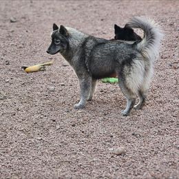 Siberian Husky puppies from Anime Huskies