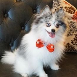 Pomskies from Playful Pomsky