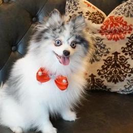 Pomskies from Playful Pomsky
