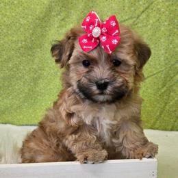 Winnie - Gold female Morkie puppy in Monticello, Iowa from Ashley’s Puppies