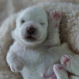 Rowdy - White male Coton de Tulear puppy in Forney, Texas from Buttercup Cotons of Texas