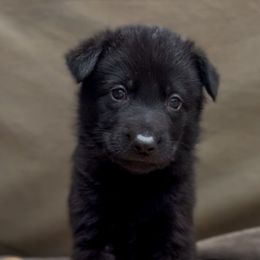 Ruth - Black female German Shepherd puppy in Irvine, Kentucky from Himmelshunde German Shepherds