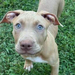 Paloma - Lilac female American Bully puppy in Virginia from Terminal Velocity Kennels LLC
