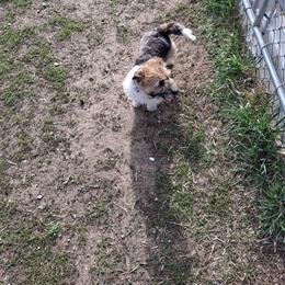 Saddie - Russell Terrier