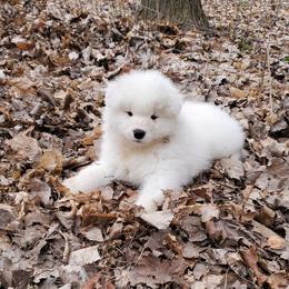 Samoyed Puppies from Limelight Samoyeds