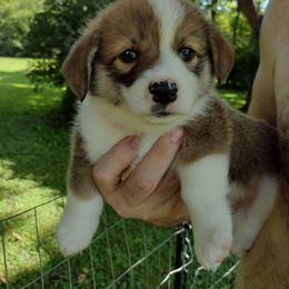 Pembroke Welsh Corgi Puppies from MT Nest Farms