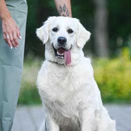 Claire - Golden Retriever
