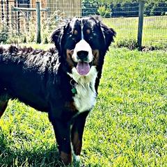 Golden Mountain Dogs and Golden Retrievers from Retriever Ranch