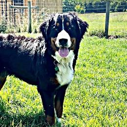 Golden Mountain Dogs and Golden Retrievers from Retriever Ranch