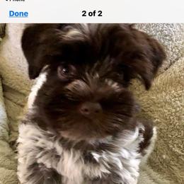 Caye Kay - Miniature Schnauzer