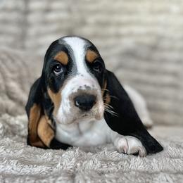 KitKat (Orange) - Brown black and white female Basset Hound puppy in Kingsport, Tennessee from Bear’s Bassets