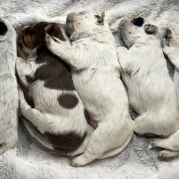 Australian Cattle Dogs from Cascade Cattle Dogs