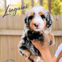 Linguini - Merle male Bernedoodle puppy in Sugar Hill, Georgia from Deep Creek Doodles