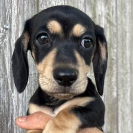 Boy 1 - Black and cream male Dachshund puppy in Rutherfordton, North Carolina from Mountain Farm Dachshunds