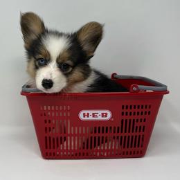 Lolli - Black and tan female Pembroke Welsh Corgi puppy in Waco, Texas from The Comma Corgis