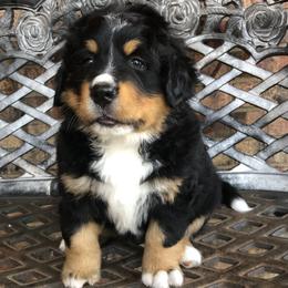 Ellen - Black rust and white female Bernese Mountain Dog puppy in Pekin, Illinois from Knight Bernese