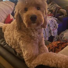 Marcy - Goldendoodle