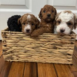 Poodle Puppies from Paige Wagenmaker