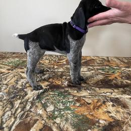 German Shorthaired Pointer Puppies from Jessica Johnson