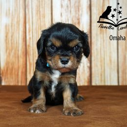 Cavalier King Charles Spaniel Puppies from Novella Cavaliers