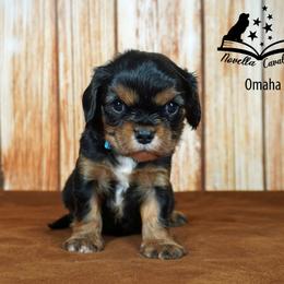 Cavalier King Charles Spaniel Puppies from Novella Cavaliers