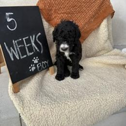 Red - Black and white male Sheepadoodle puppy in Whittier, California from HOUSE OF DOODLES