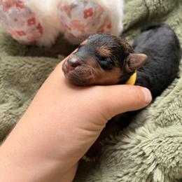 Sable - Grizzle male Lakeland Terrier puppy in Norfolk, Virginia from Cirnef Lakelands