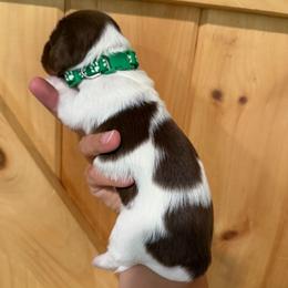 CKC boy 4 green - Piebald male Dachshund puppy in Grand Valley, Pennsylvania from Dachshunds on the Hill