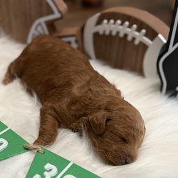 Poodle puppies from Kern County Miniature Red Poodles