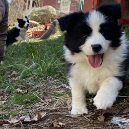 Border Collies from Cross Creek