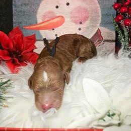 Atlas - Red  male Goldendoodle puppy in Boise, Idaho from Goldendoodle Baby