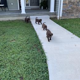 Dilute Retriever Puppies from Summer Lovin’ Labradors of Southern