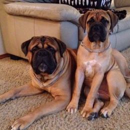 Bullmastiffs from Kelly's Bullmastiffs