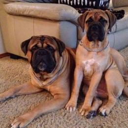 Bullmastiffs from Kelly's Bullmastiffs