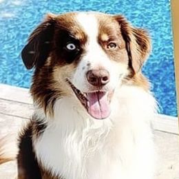 Australian Shepherds from Little Pawzies Australian Shepherds