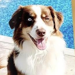 Australian Shepherds from Little Pawzies Australian Shepherds