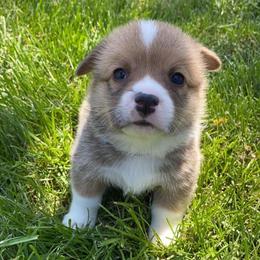 Pembroke Welsh Corgis from Paw Time Corgis