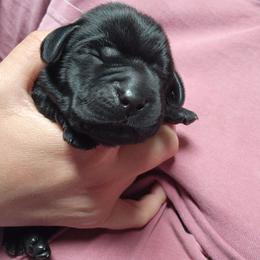 Boy 2 - Black male Labrador Retriever puppy in Saunemin, Illinois from Shooting Star Labs