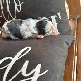 Blue Merle female - Blue merle female Toy Australian Shepherd puppy in Brashear, Texas from Double R farms