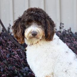 Archie - Poodle