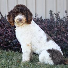 Archie - Poodle