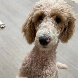 Poodles from Moonlight Poodles