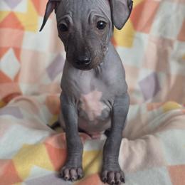 Gouda - Black male American Hairless Terrier puppy in Fort Wayne, Indiana from Mapleleaf AHT