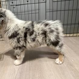 Australian Shepherd Puppies from E&C Australian Shepherds