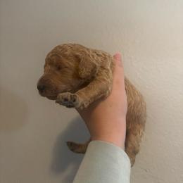 Orange - Apricot male Goldendoodle puppy in Sanford, Florida from Florida Coast Golden Doodles