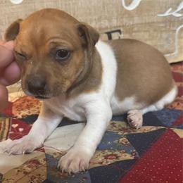 Mercury - Sable and white male Teddy Roosevelt Terrier puppy in Cumming, Georgia from Barnett’s Rambling Terriers