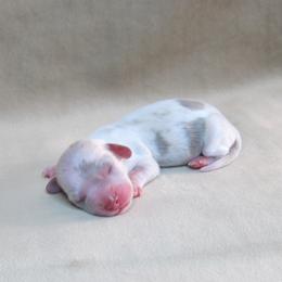 Izzy - Dapple female Dachshund puppy in Pana, Illinois from Doxie Waggin Tails