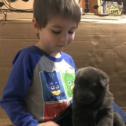 German Shepherd Puppies from StormHaven German Shepherd Dogs